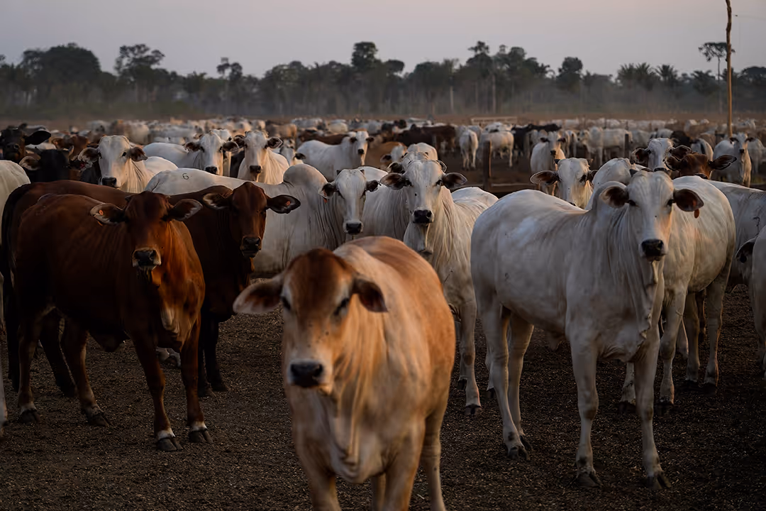Cows stand around an empty, dusty clearing, all fixated on the photographer. Tropical trees line the edge of the clearing.