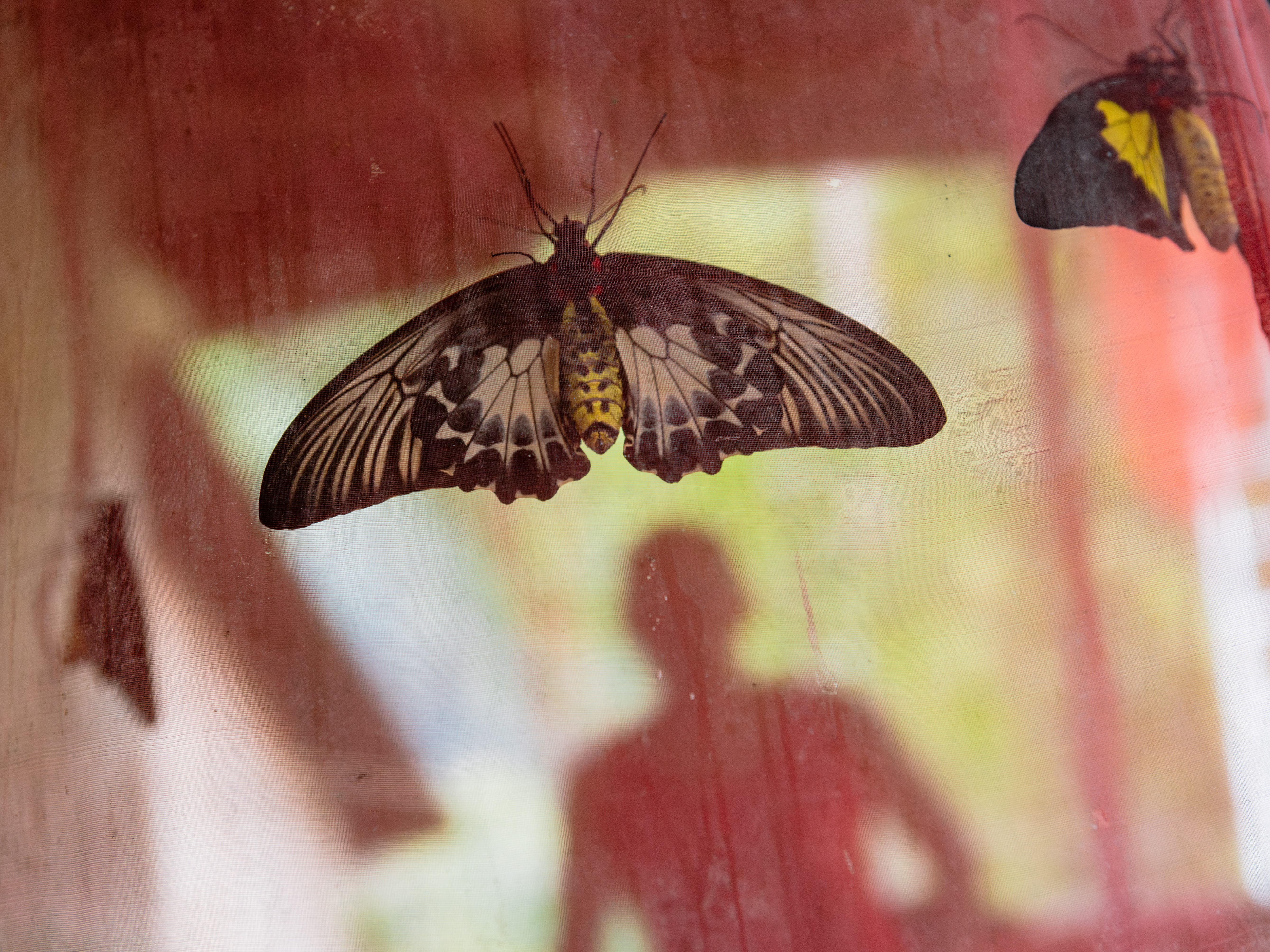 A black-and-white butterfly with a red thorax and yellow abdomen clings to a red screen. In the background, a man approaches.