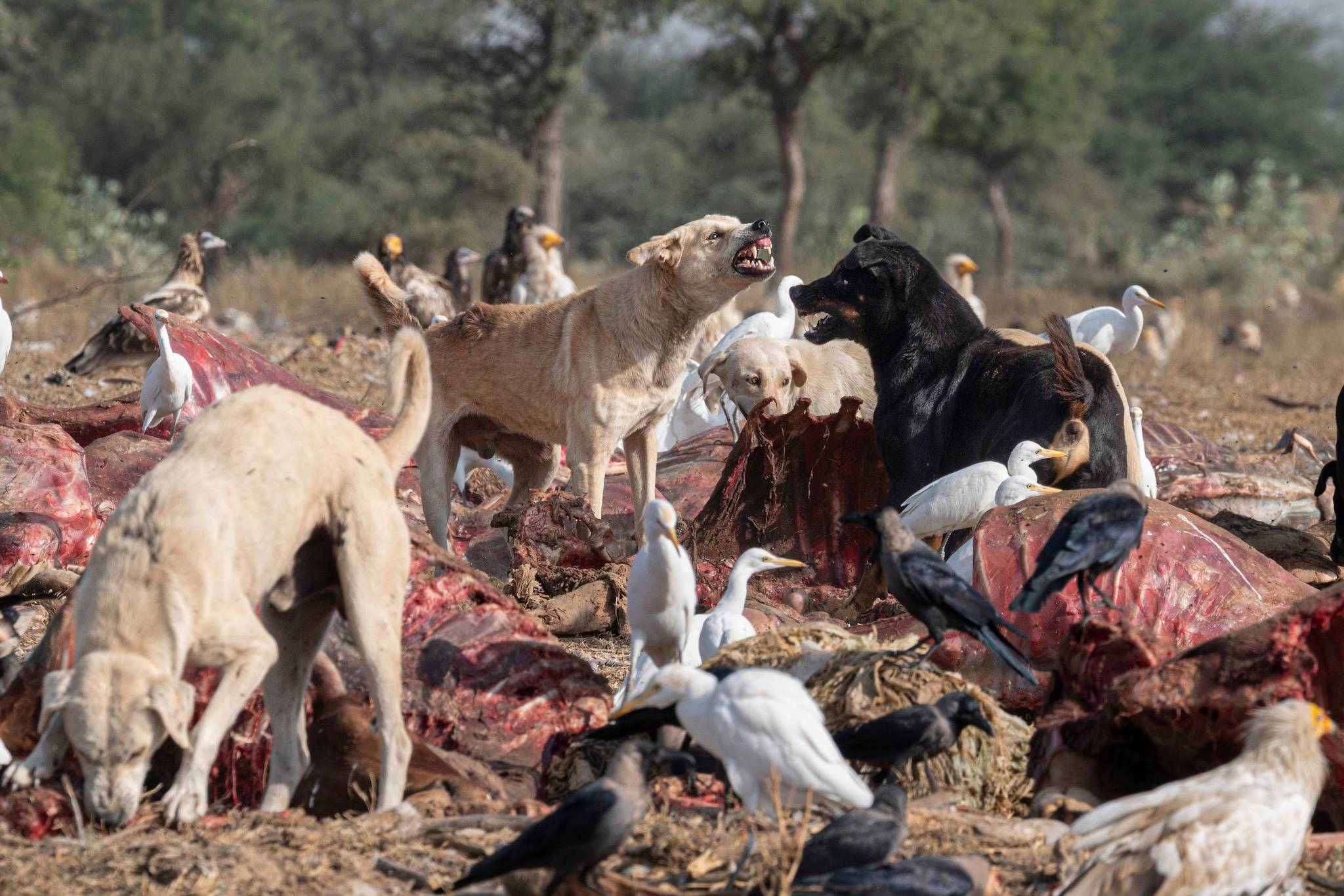 Three dogs climb atop cattle carcasses. Nearby are small white birds. Far in the background, the darker silhouettes of vultures lay in wait.