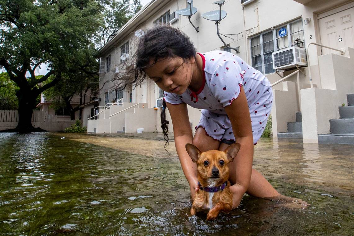 A young girl crouches to hold her Chihuahua as he pedals in clear, ankle-deep water behind a housing complex.