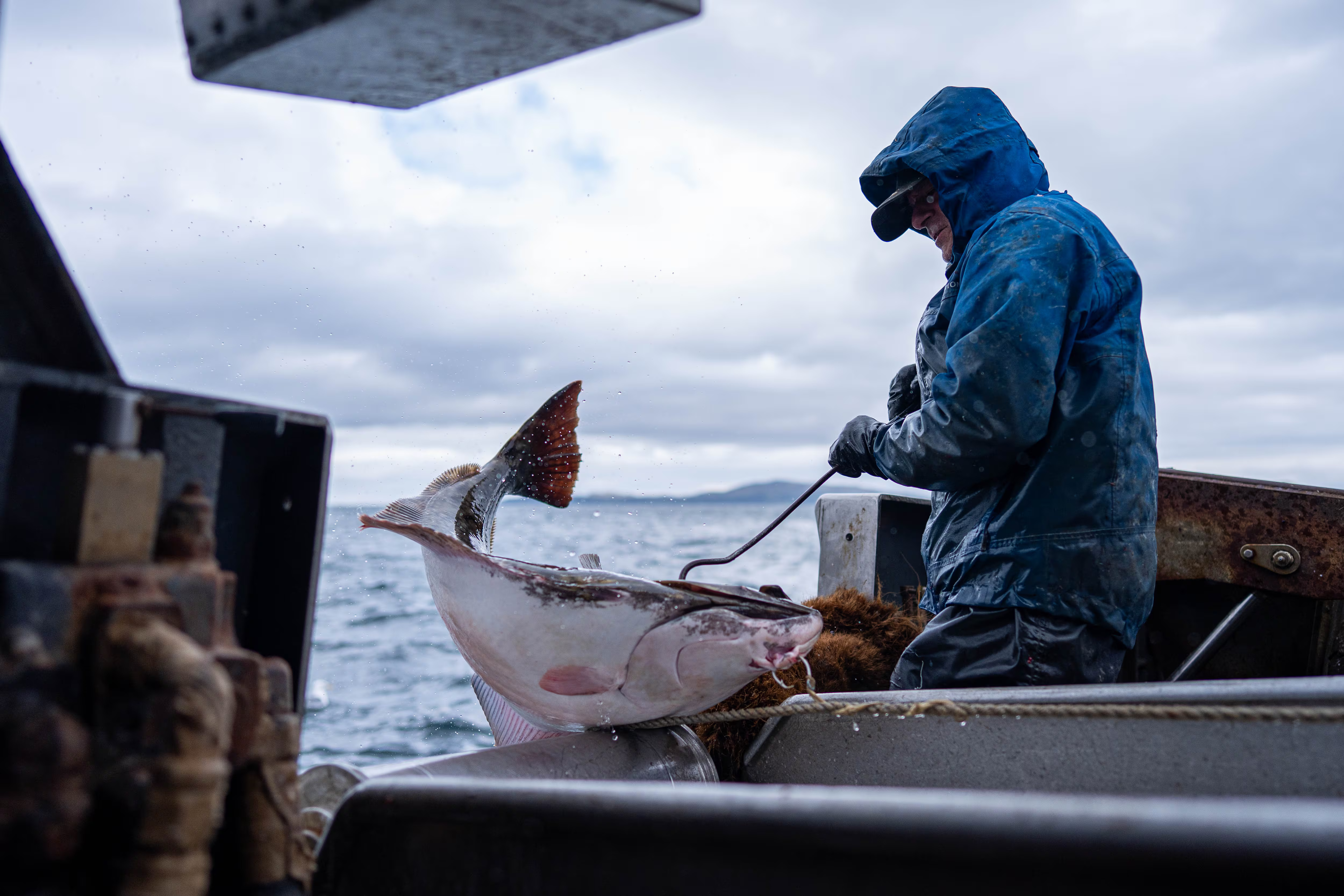 A fisherman in a blue raincoat hauls a large halibut fish up onto a boat with a hook. In the background are ocean waves and cloudy skies. 