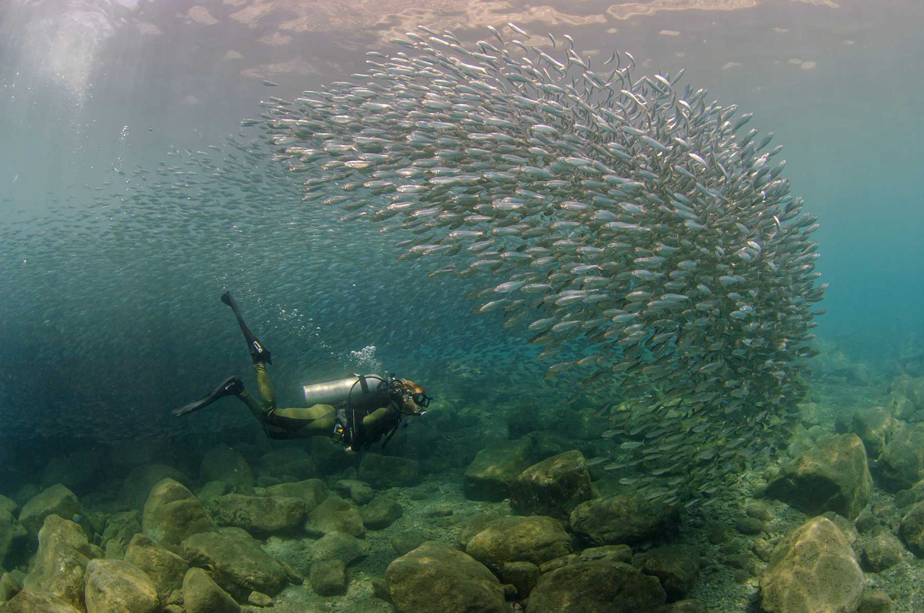 A diver is shown beside a school of fish underwater.