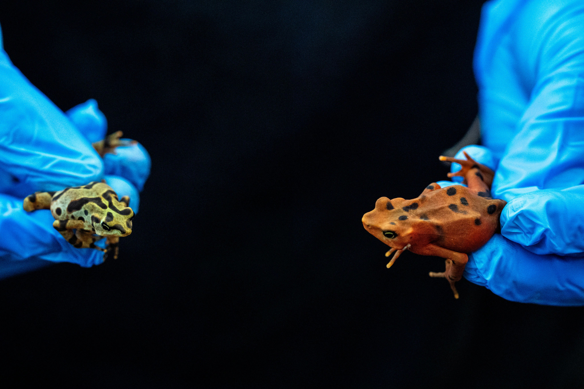 Hands in blue gloves hold two frogs facing each other. On the left, the gloved hand holds a yellow-and-black striped frog. On the right, the gloved hand holds an orange frog with black spots.