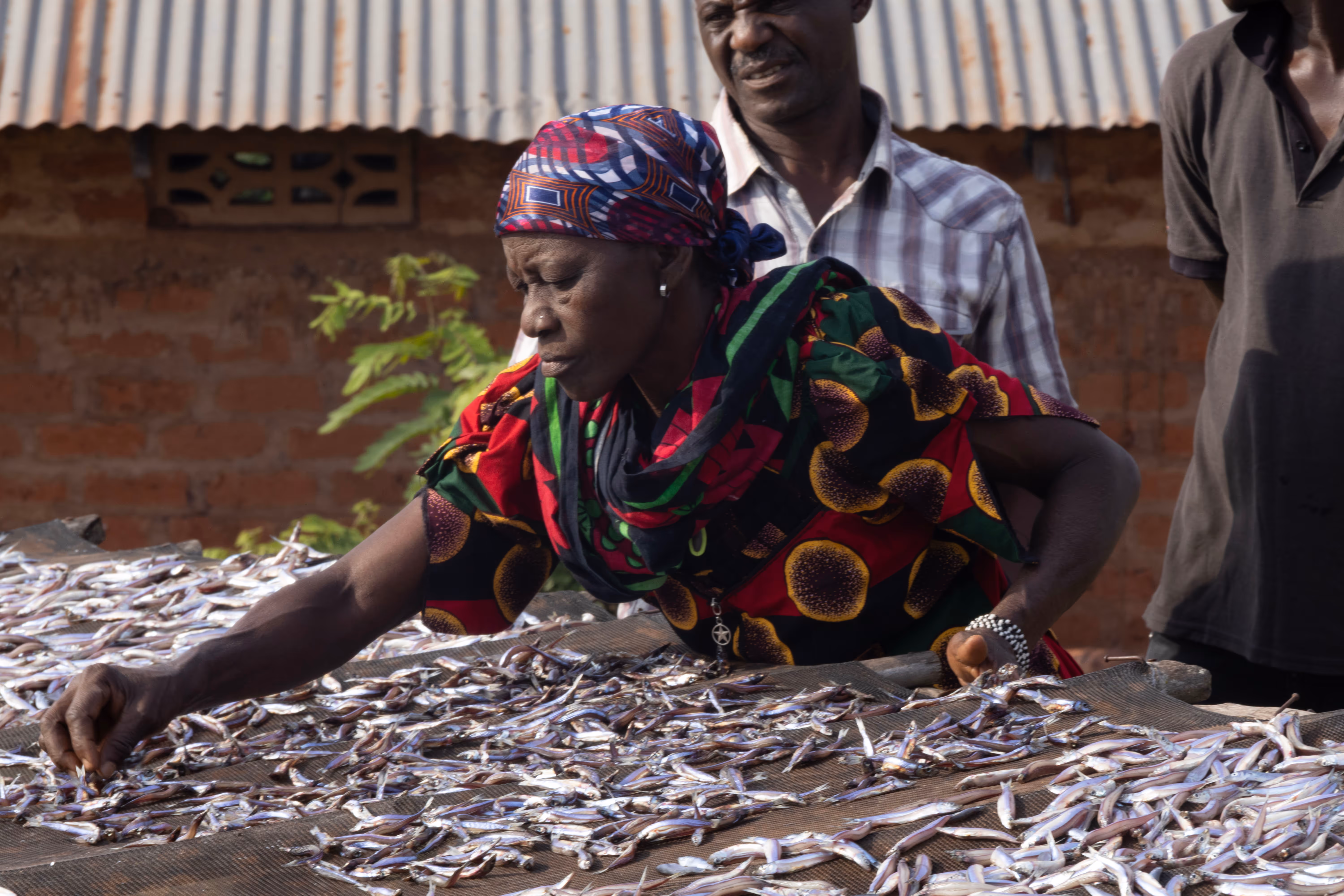 A woman wearing traditional clothing lays sardines out to dry on a large drying rack while men behind her watch.