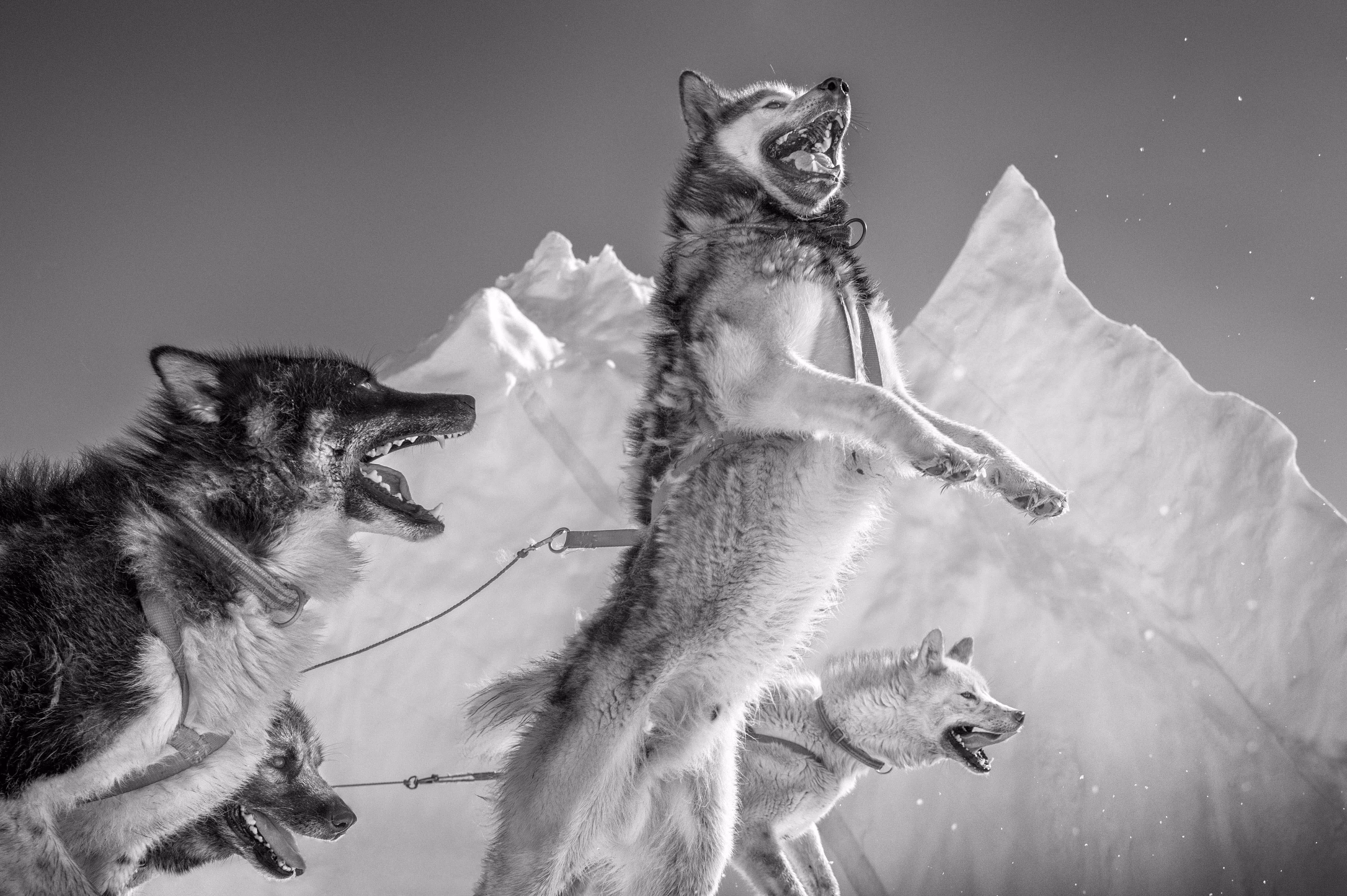 A black and white photo of sled dogs barking energetically against a backdrop of snow-covered mountains.