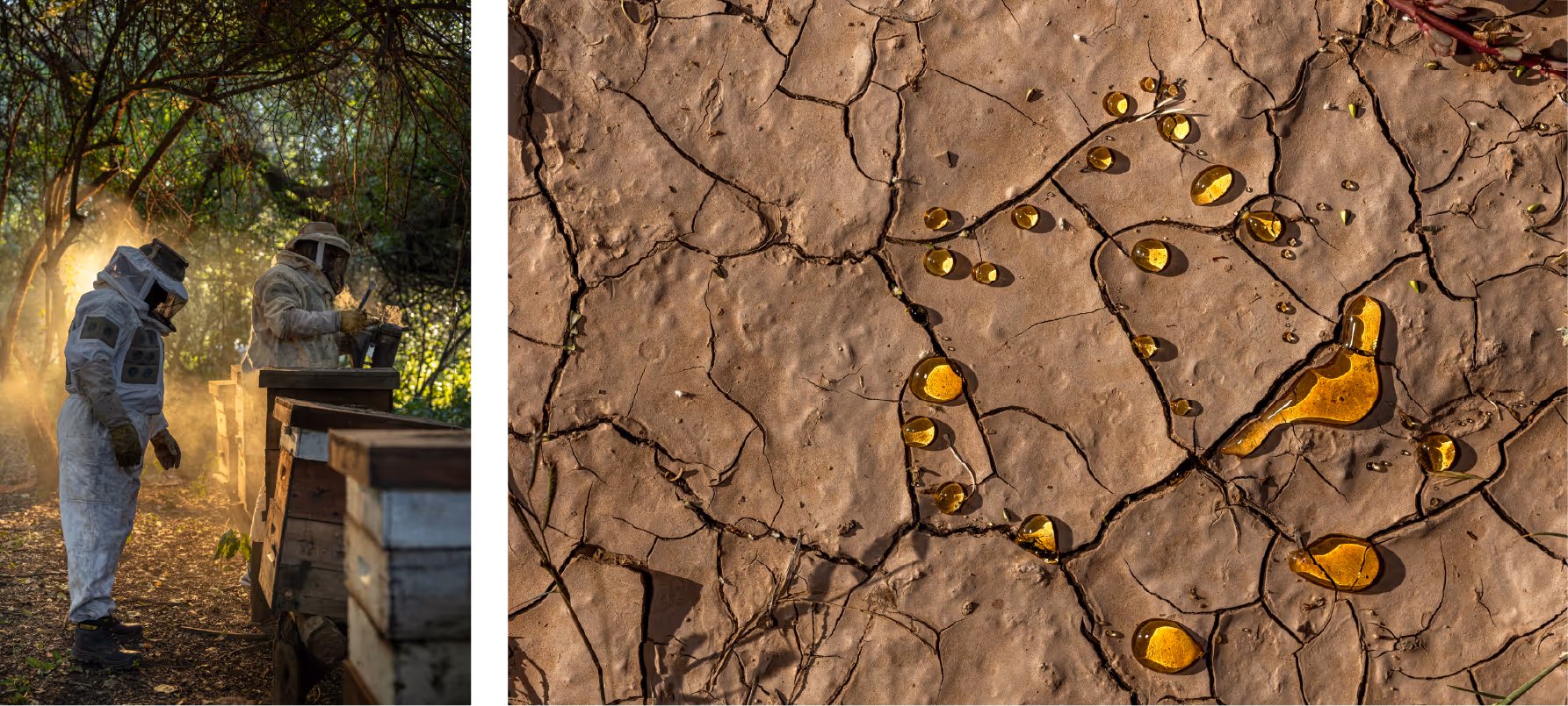 Left: Two beekeepers in full beekeeping suits work with beehive boxes, lit by golden light under a green forest canopy. Right: Drops of golden honey are spilled on dry, cracked brown earth. 