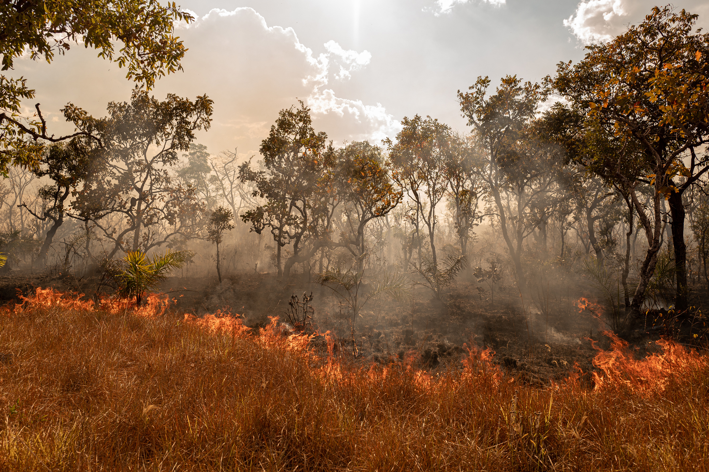 A line of trees burns up in a wildfire in broad daylight