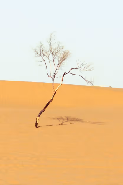 a lone spindly tree grows in the desert