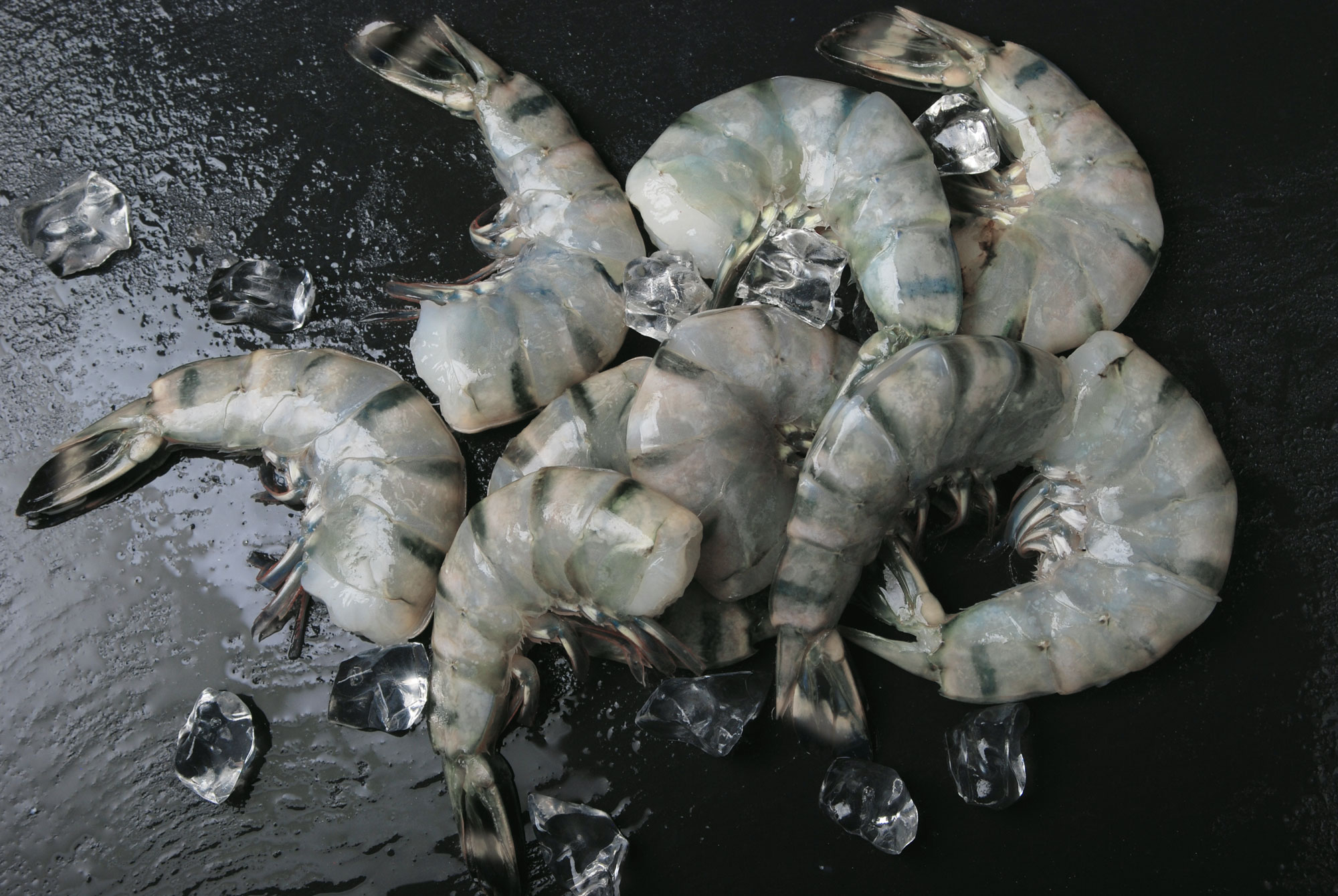 Chef's Net Select raw black tiger shrimp on ice