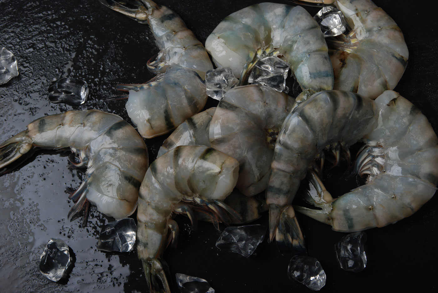 Raw black tiger shrimp, peeled and deveined tail on, on ice
