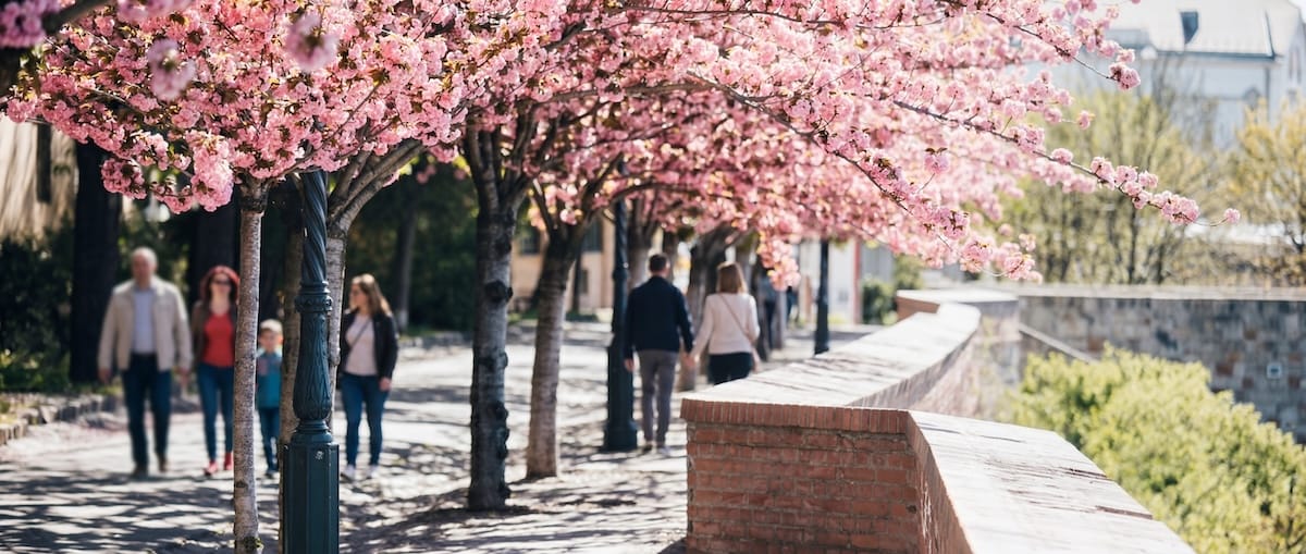 Aranybástya: Cherry Blossoms at Buda Castle 2026: The Most Beautiful Walking Routes and Rest Areas at the Aranybástya