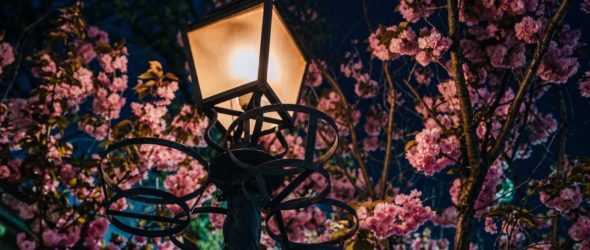 Cherry Blossoms at Buda Castle in 2026: The Most Beautiful Walking Routes and a Rest Stop at the Aranybástya, Aranybástya , Buda Castle District