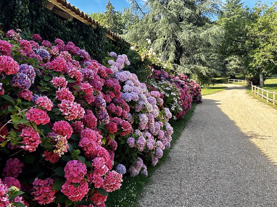 hydrangeas flowers next to barn