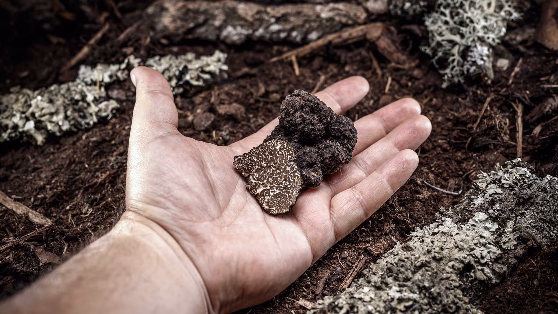 hand holding black truffle