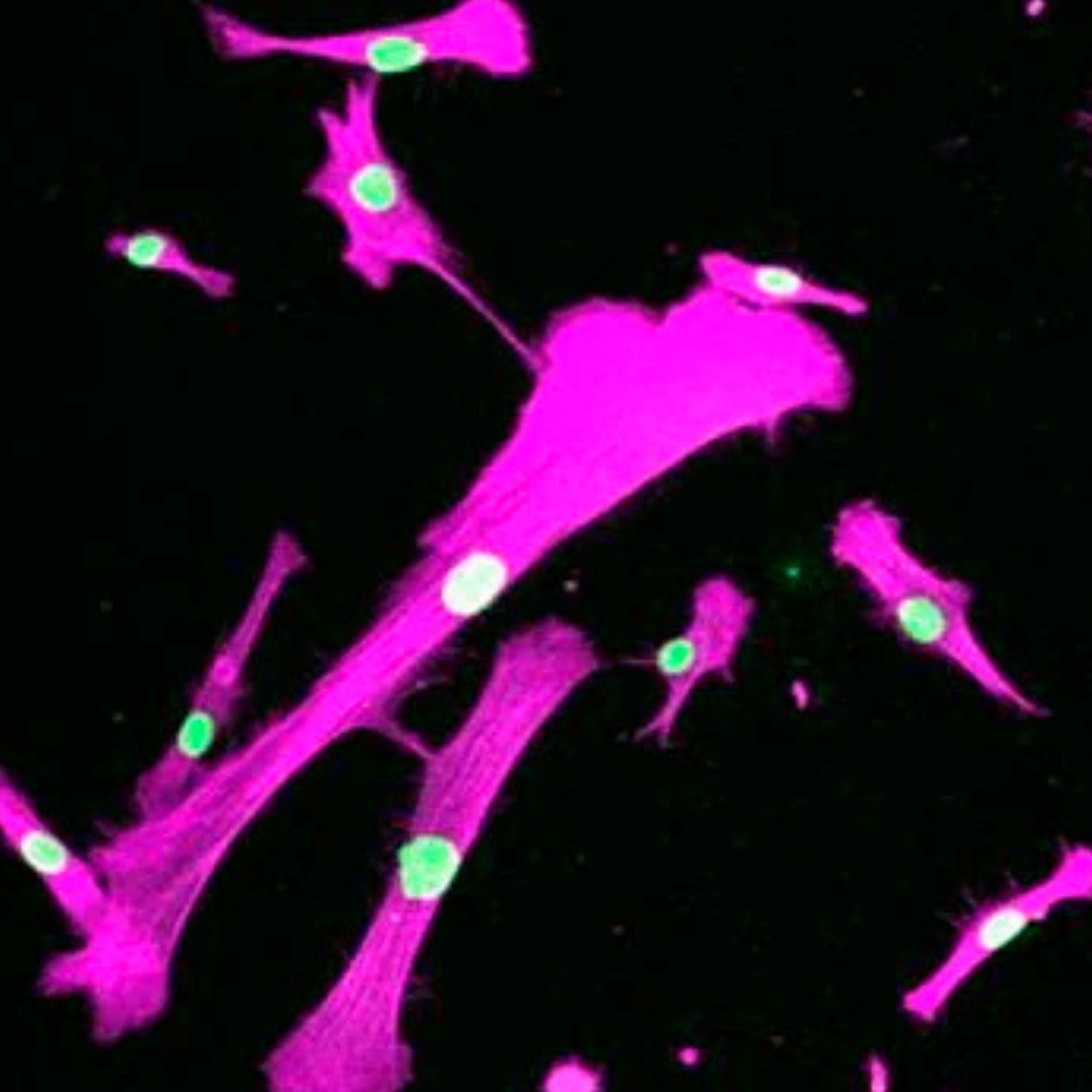 Image of cells