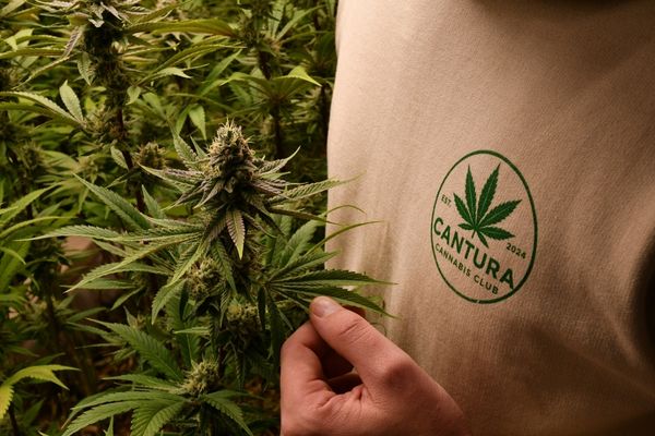 Der CDU-Bundesparteitag beschloss die Rücknahme der Cannabis-Legalisierung – jedoch ohne echte Debatte, nur als Teil einer Sammelabstimmung. Der Beschluss ist politisch wirkungslos, da die SPD als Koalitionspartner jede Rückabwicklung blockiert und der Koalitionsvertrag lediglich eine Evaluierung vorsieht.
