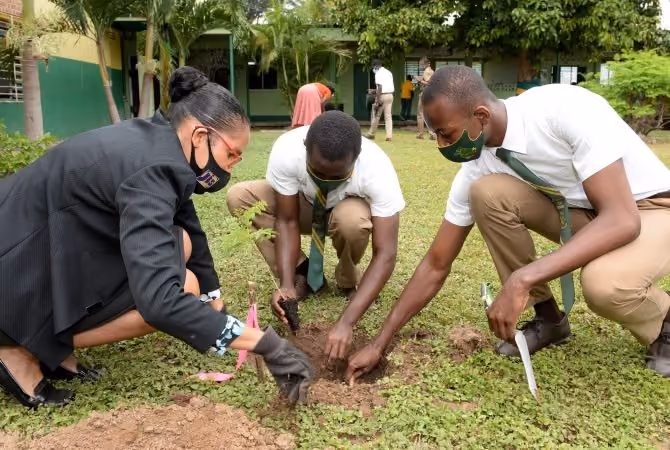 tree planting project