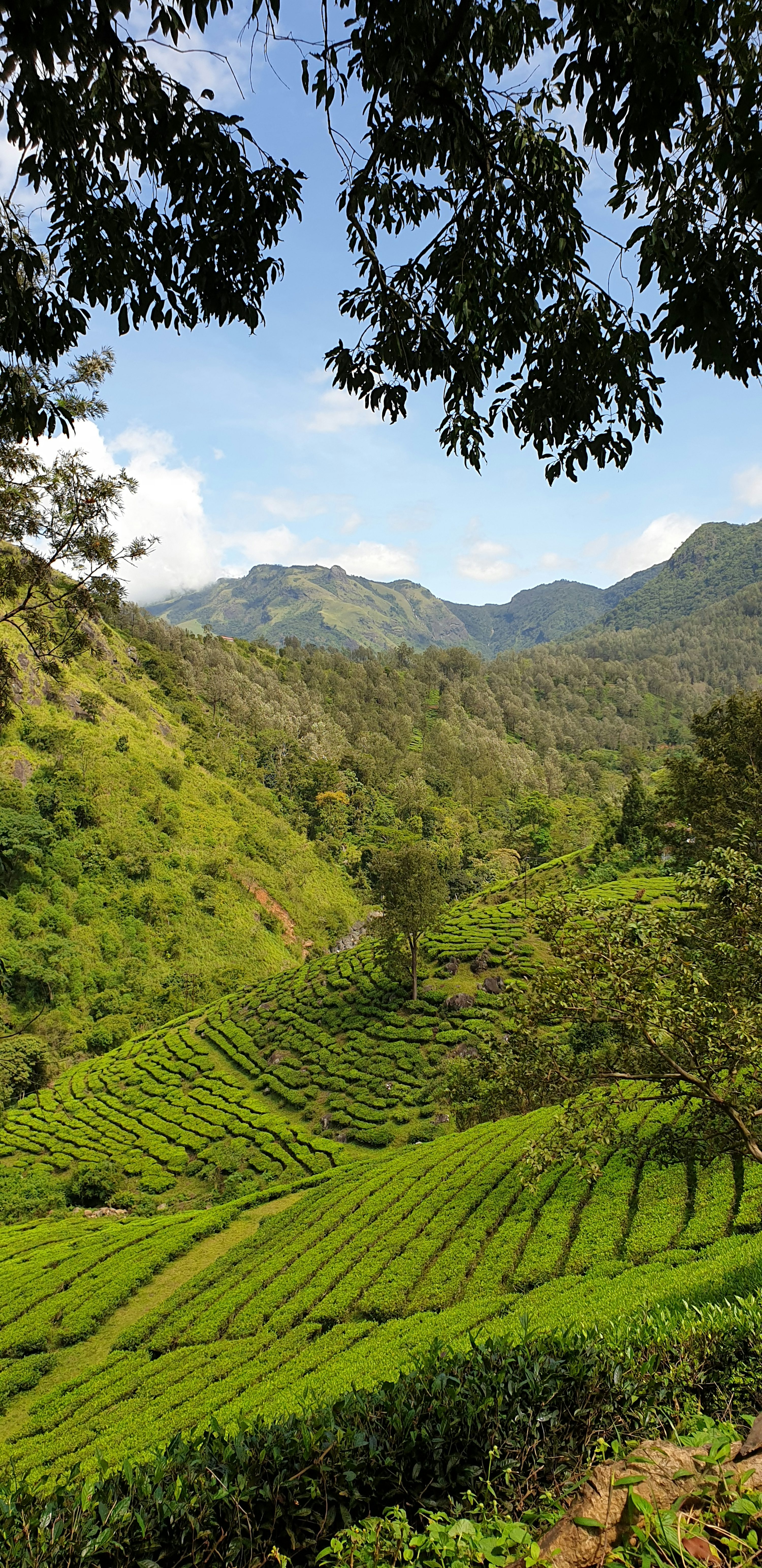 Green hills of the Nilgiris, Tamil Nadu, India