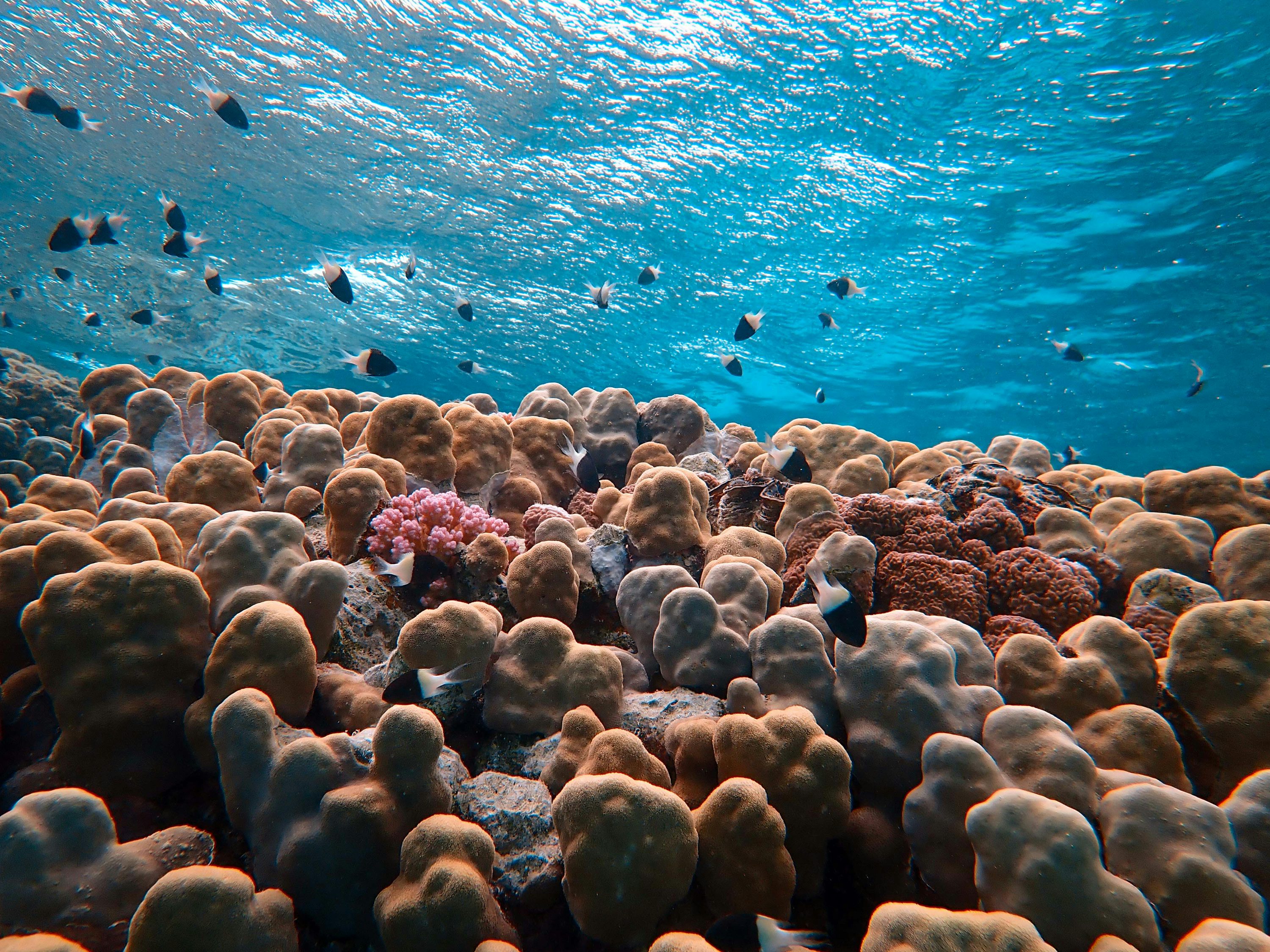 Arrecife de coral en Marsa Shagra, Mar Rojo, Egipto