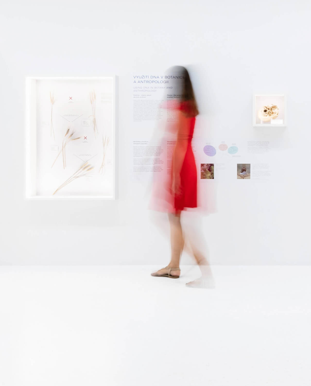Návštěvnice v červených šatech prochází kolem panelu o využití DNA v botanice a antropologii, část interaktivní části výstavy.
