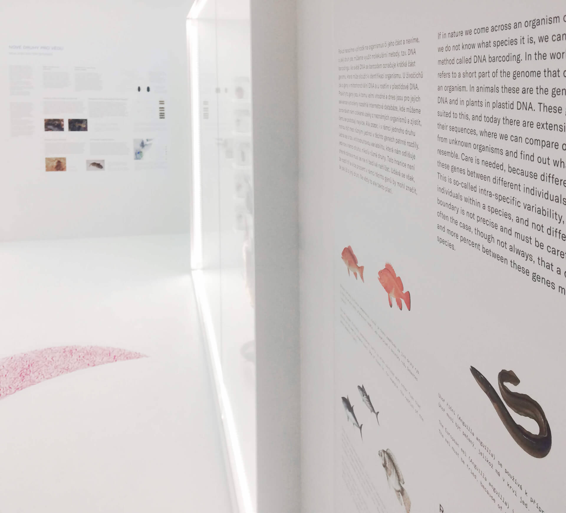 Detail stěny výstavy Doba genová s popisy a ilustracemi ryb, vysvětlující využití DNA v biologii a určování druhů.