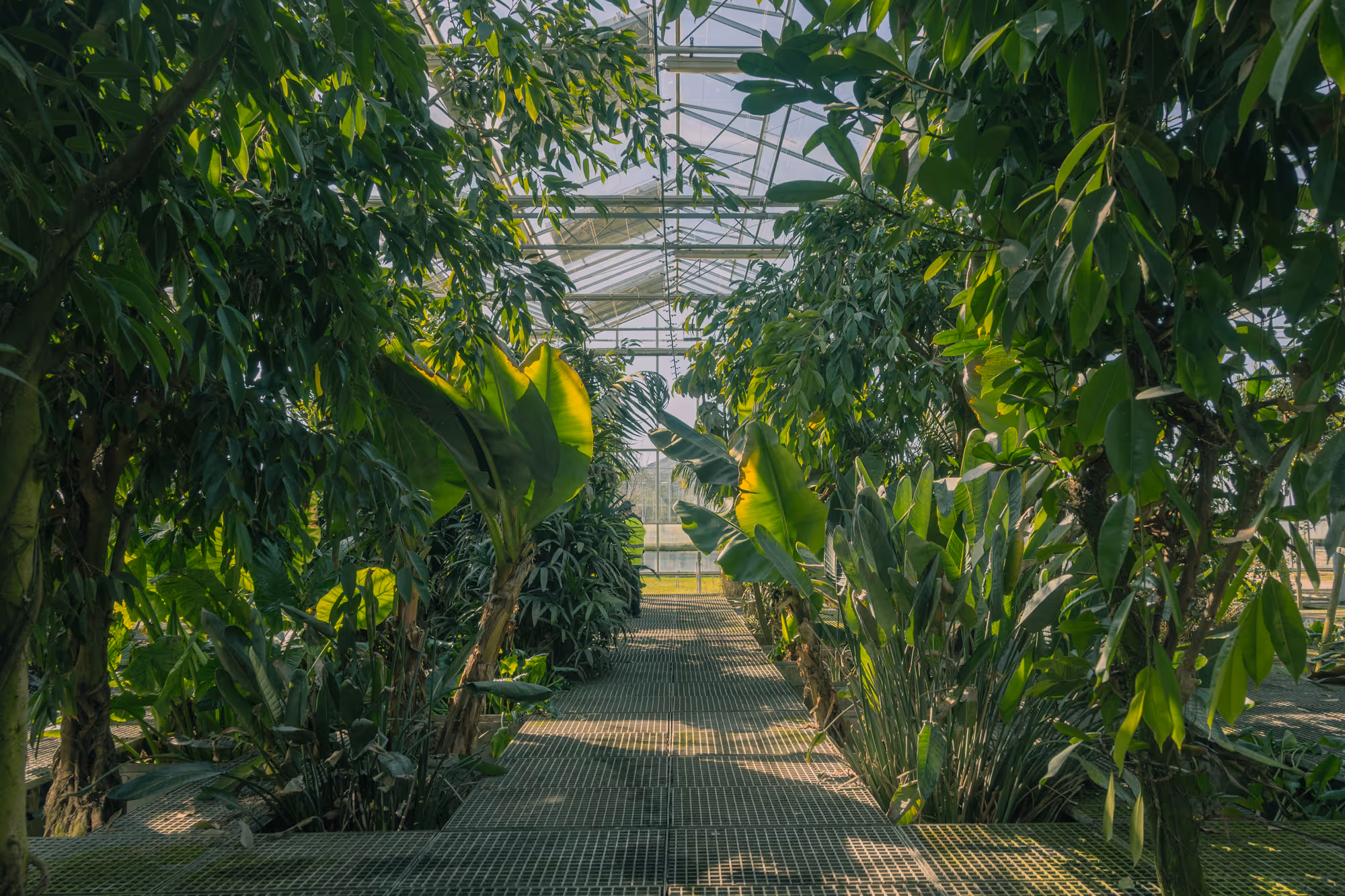 Növényekkel tele ösvény egy üvegház belsejében, természetes fényben.