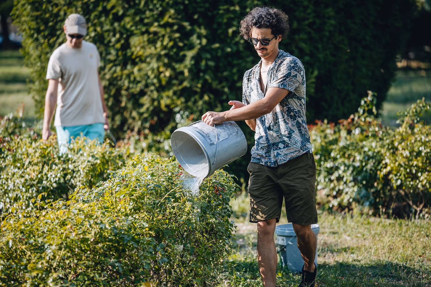 Egy férfi vödröt tartva önt vizet a sövényre napsütésben, mögötte egy másik férfi sétál a kertben.