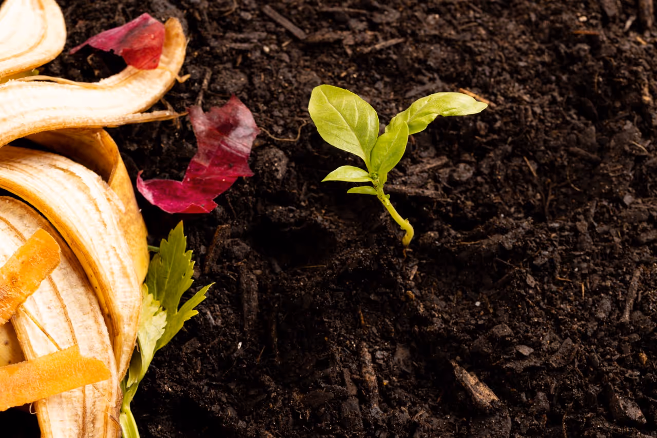 Gyümölcs- és zöldséghéjak komposztáláshoz barna földön növő kis zöld növénnyel.