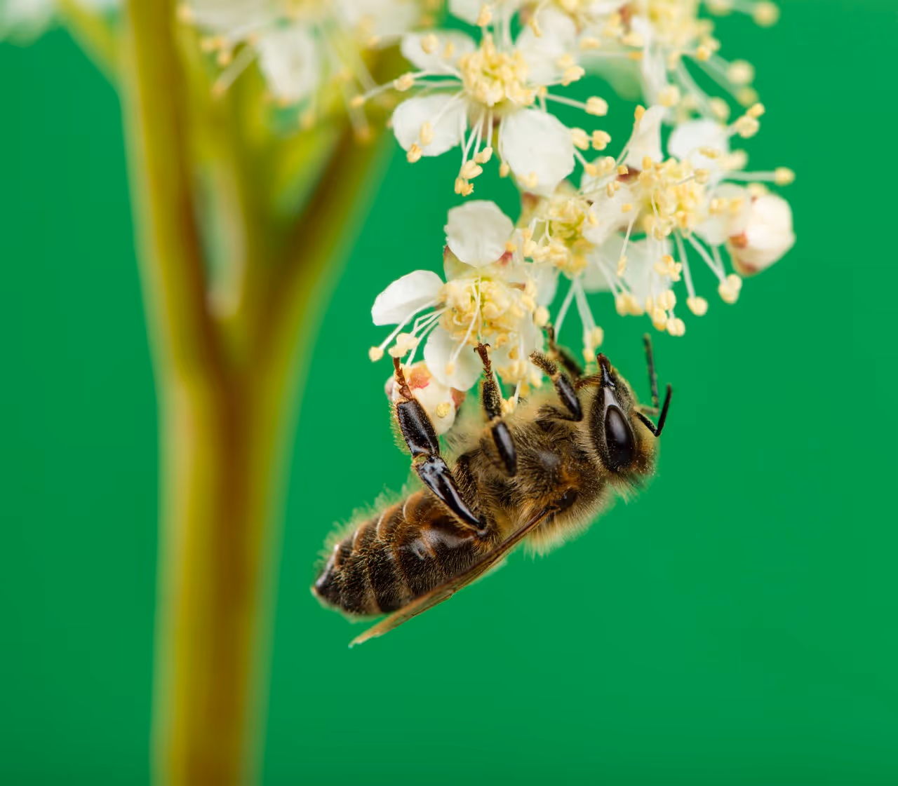 Méhecske virágokon gyűjt nektárt világoszöld háttér előtt.