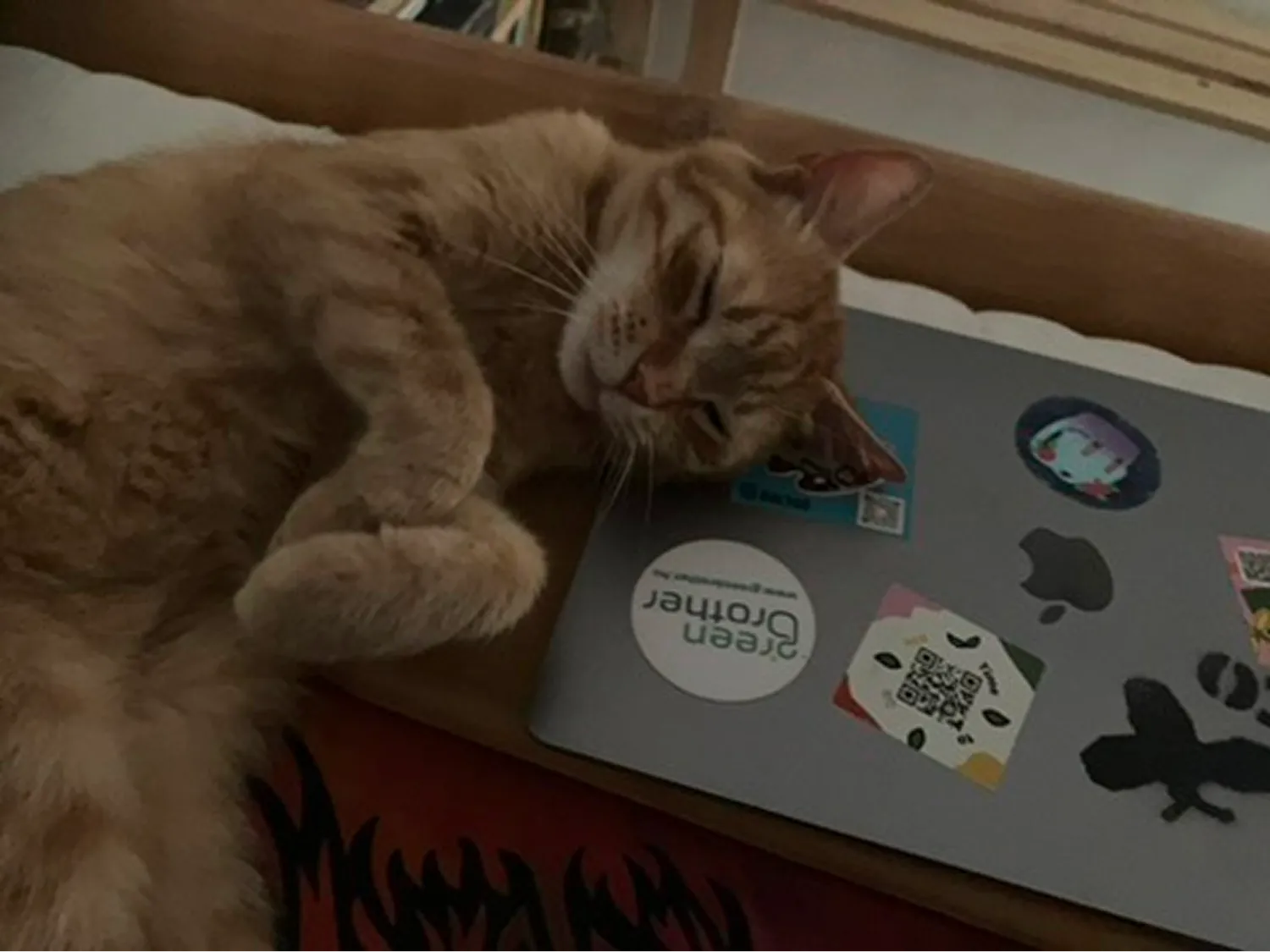 Bézs macska alszik egy laptop mellett, amely különböző matricákkal van díszítve.