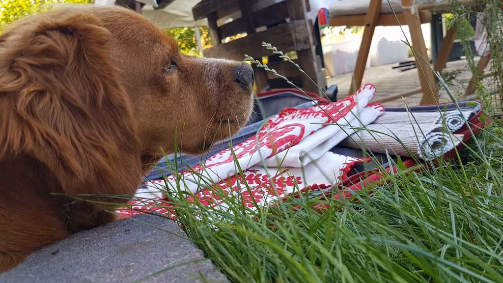 garázsvásáron volt a kutyánk is, ő nem eladó