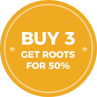 Special offer