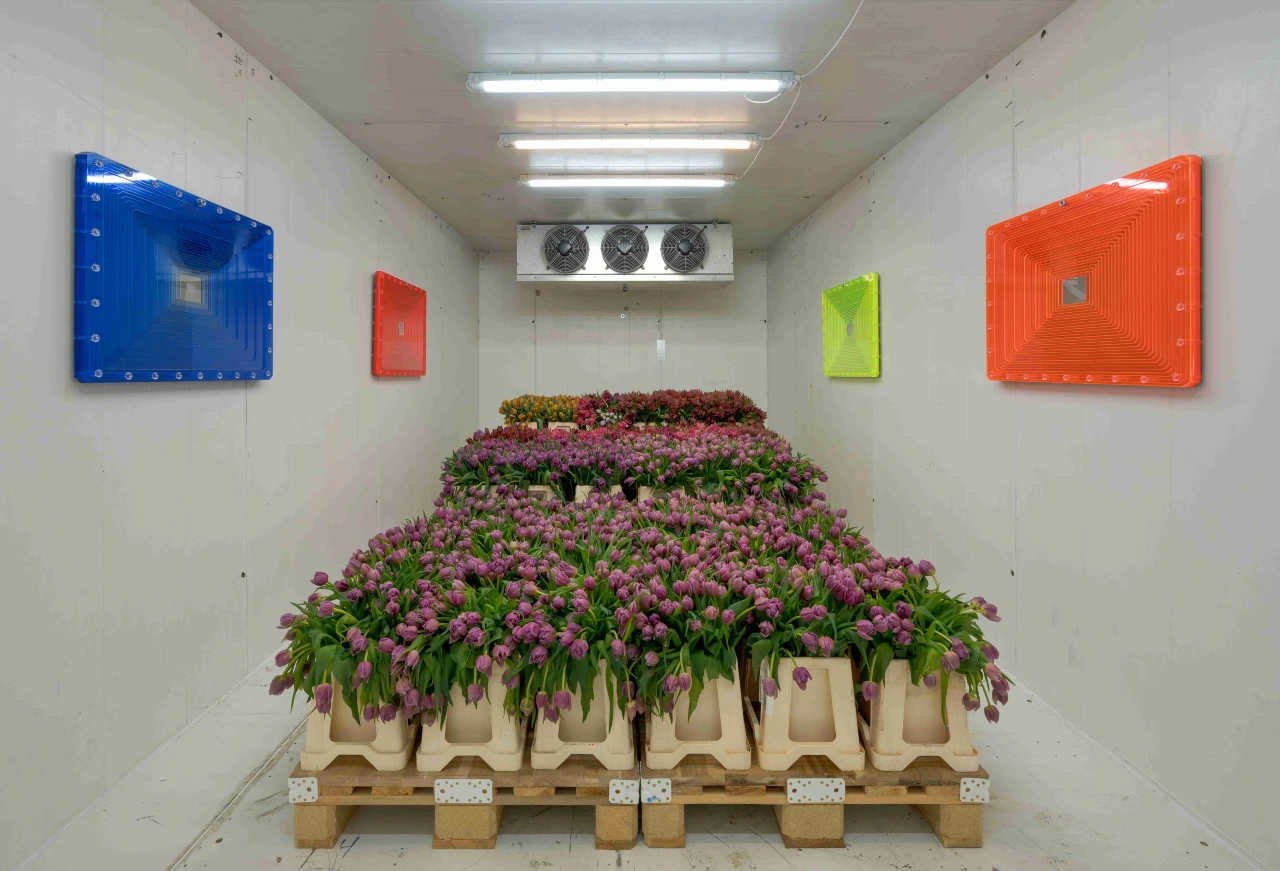 Villiam Miklos Andersens værk Flora's Wagons of Fools fra 2024