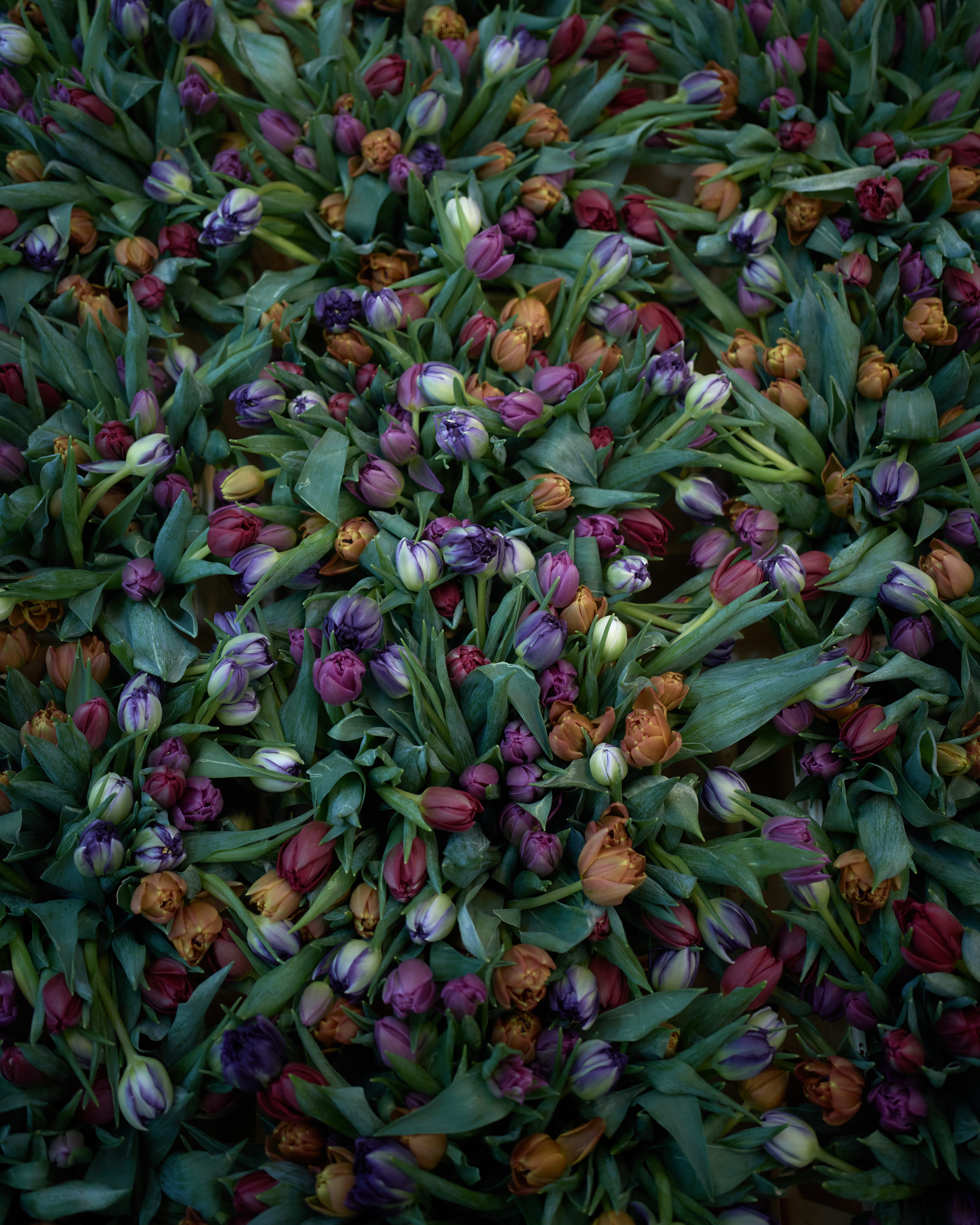 Villiam Miklos Andersen, Flora's Wagons of Fools, 2024. Foto: Anders Sune Berg