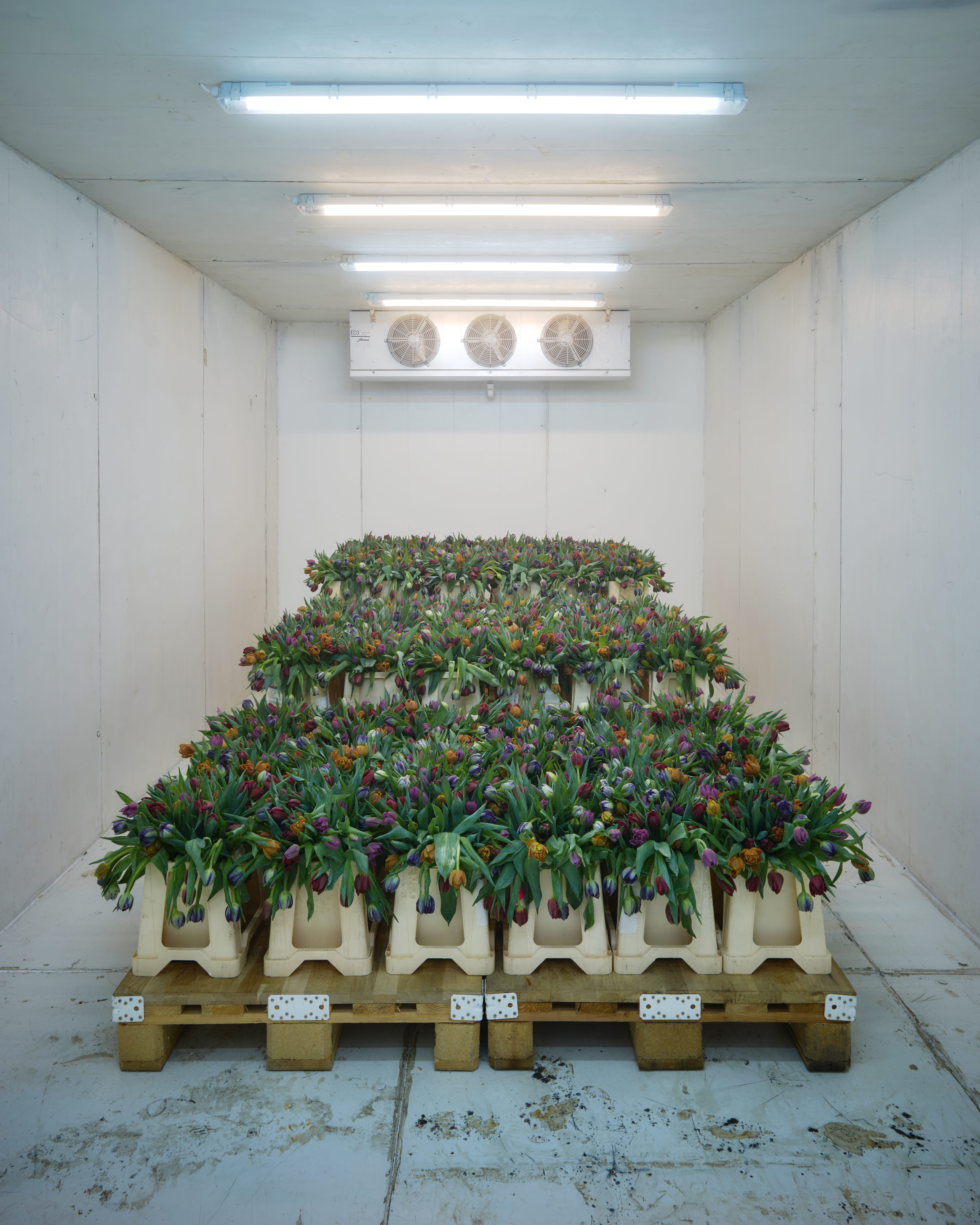 Villiam Miklos Andersen, Flora's Wagons of Fools, 2024. Foto: Anders Sune Berg