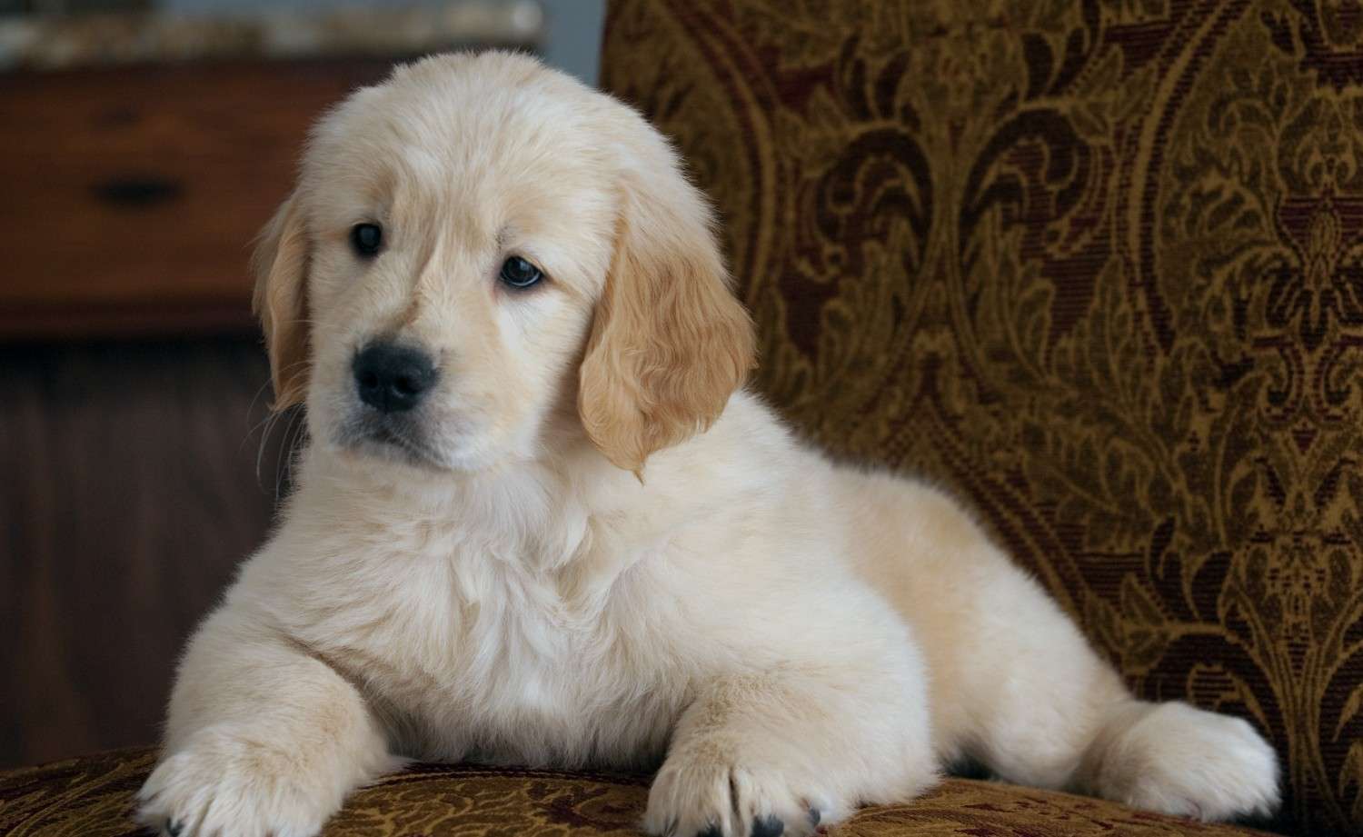 puppy3