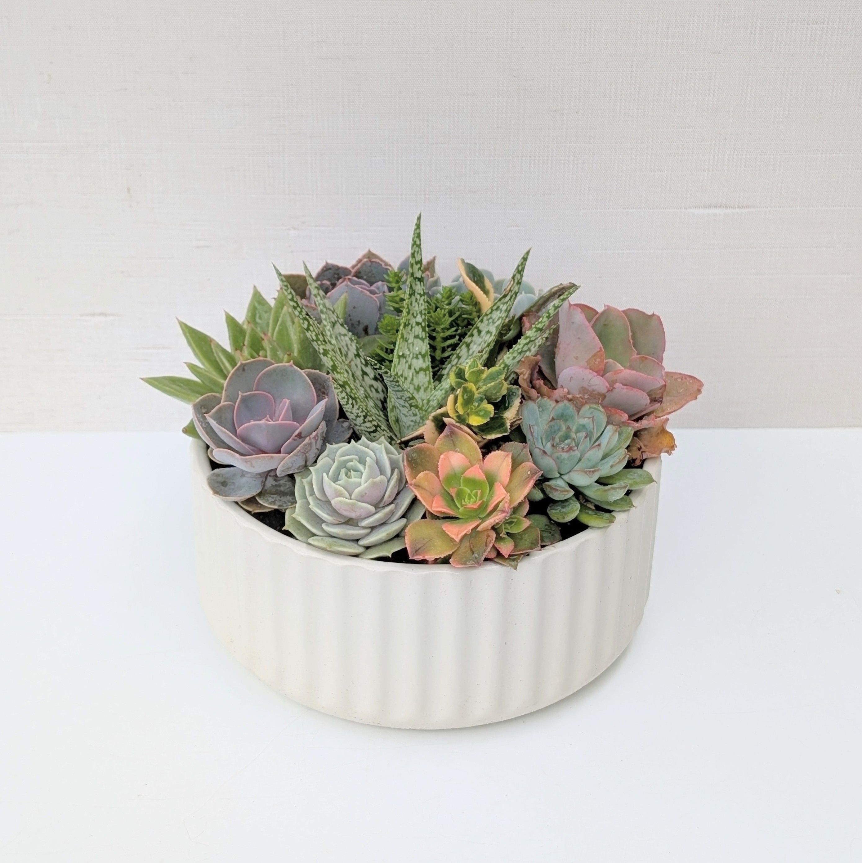 Beyond the Basics Succulent Centrepiece Workshop