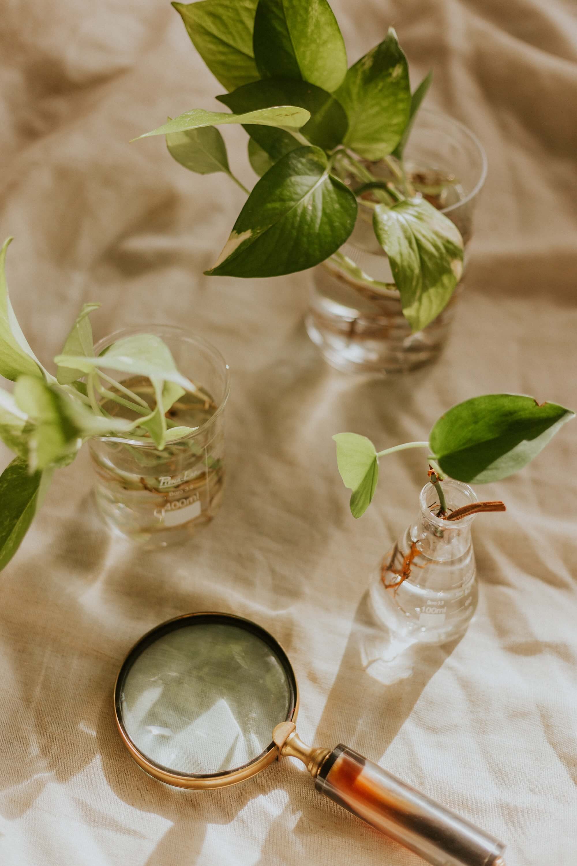 House of plants