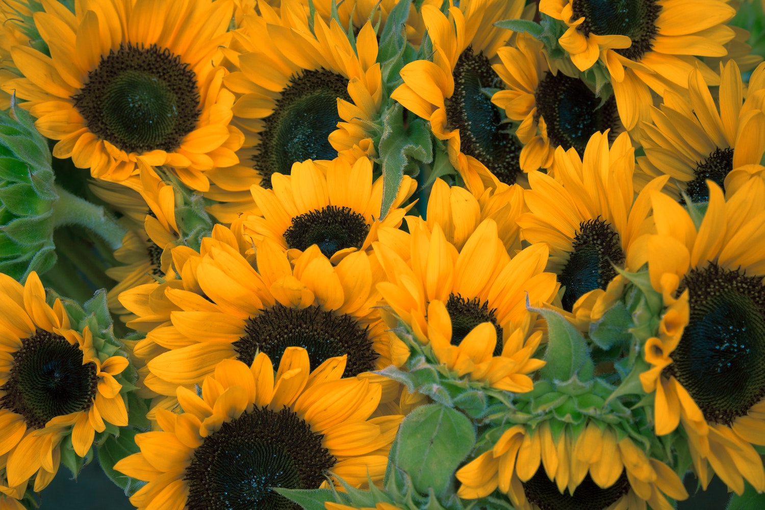 The flower serie