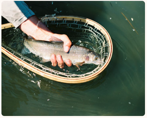 La truite fumée : un poisson riche en nutriments pour une alimentation saine