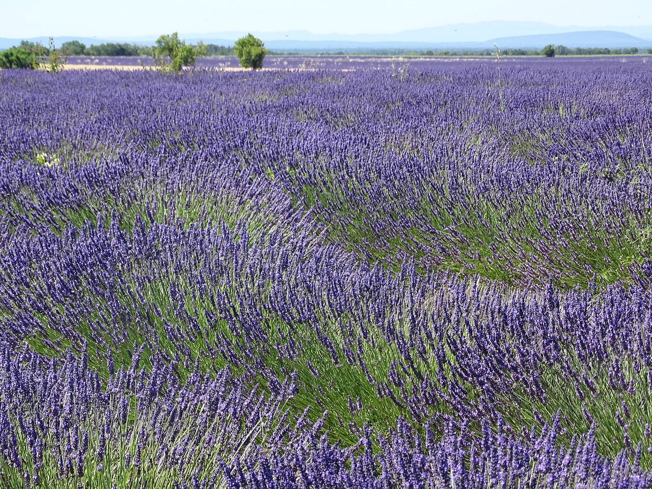  Les trois produits typiques de la Provence