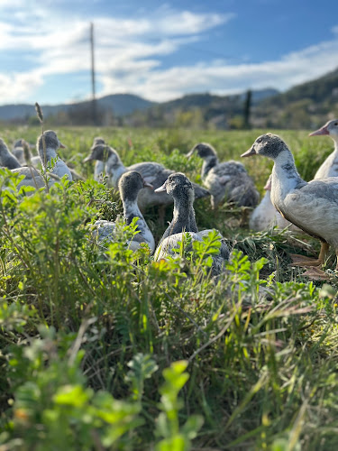 À la découverte des Canards de la Sainte-Baume