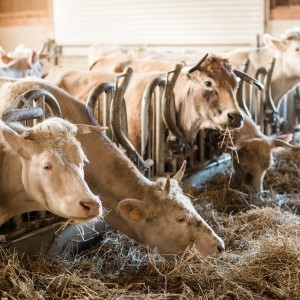 GAEC Le Clos de Daris : Une Histoire de Tradition, de Qualité et de Proximité 🌿🐄
