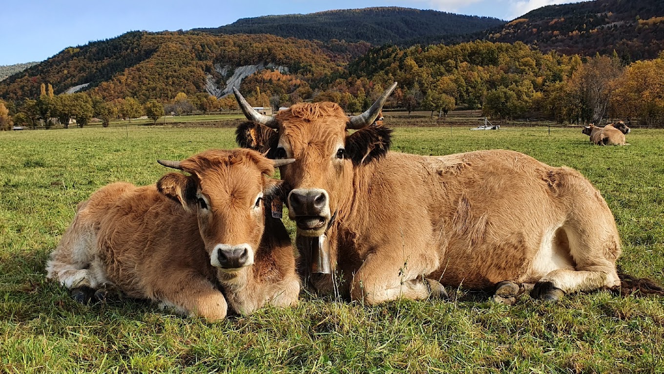 À la découverte du GAEC de Champ Jaubert : Un modèle d'agriculture durable et responsable