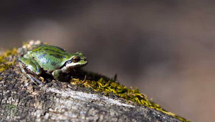 A small green frog on a mossy log.