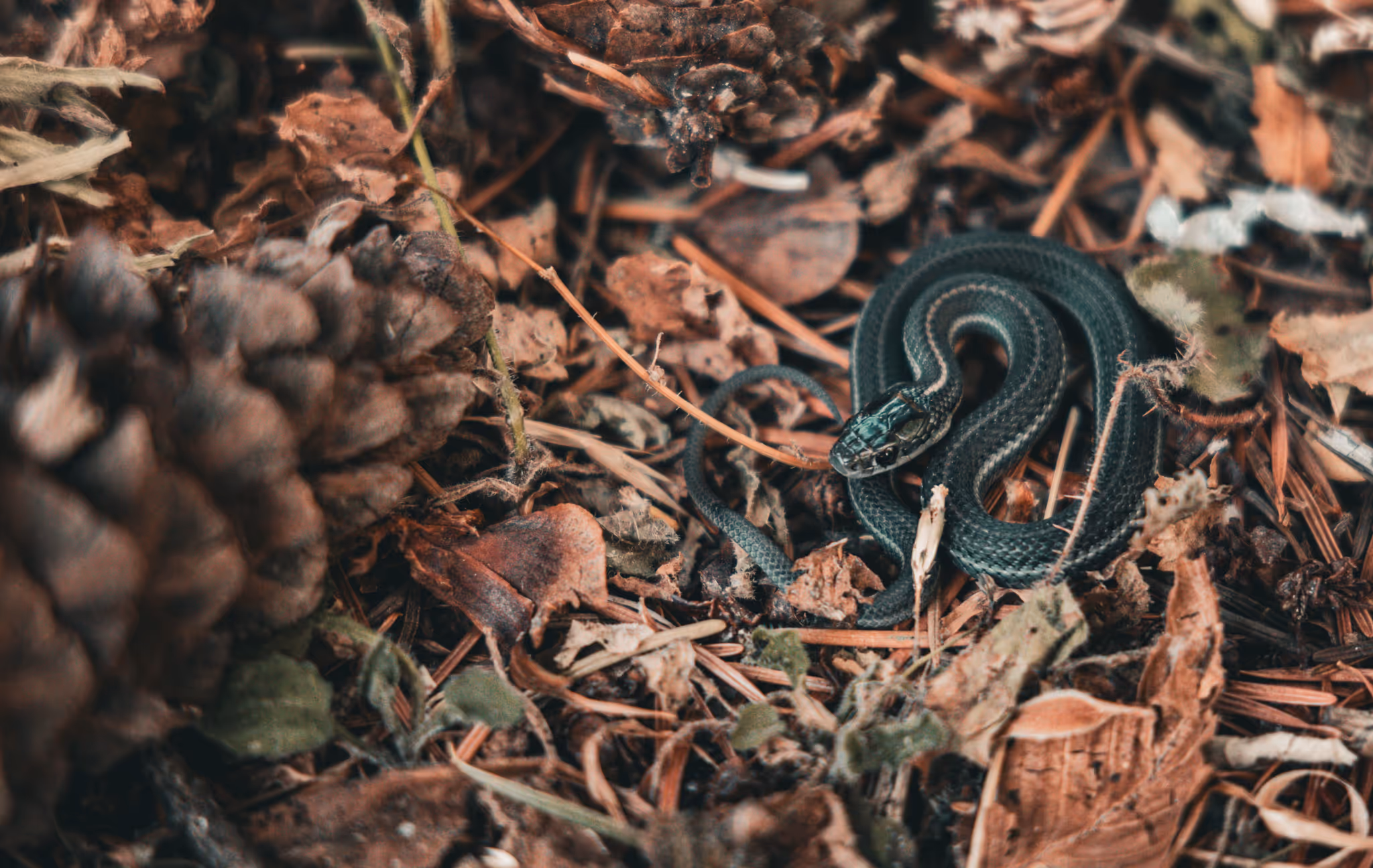 A small garter snake surrounded by brown leaves and a pinecone.