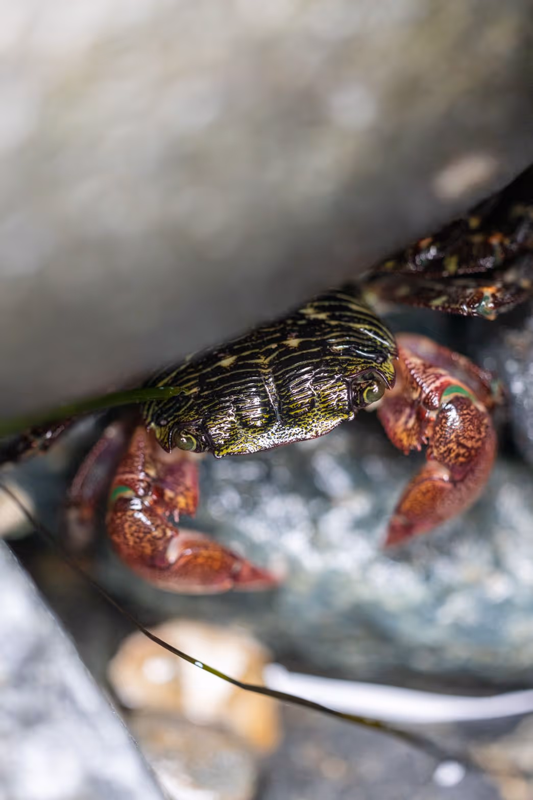 An up close portrait photo of a crab.