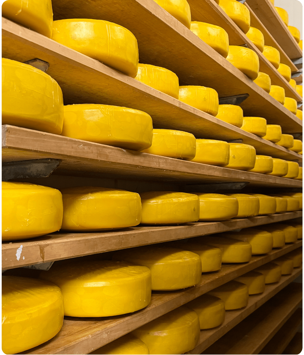 Cheese maturing in the ageing rooms