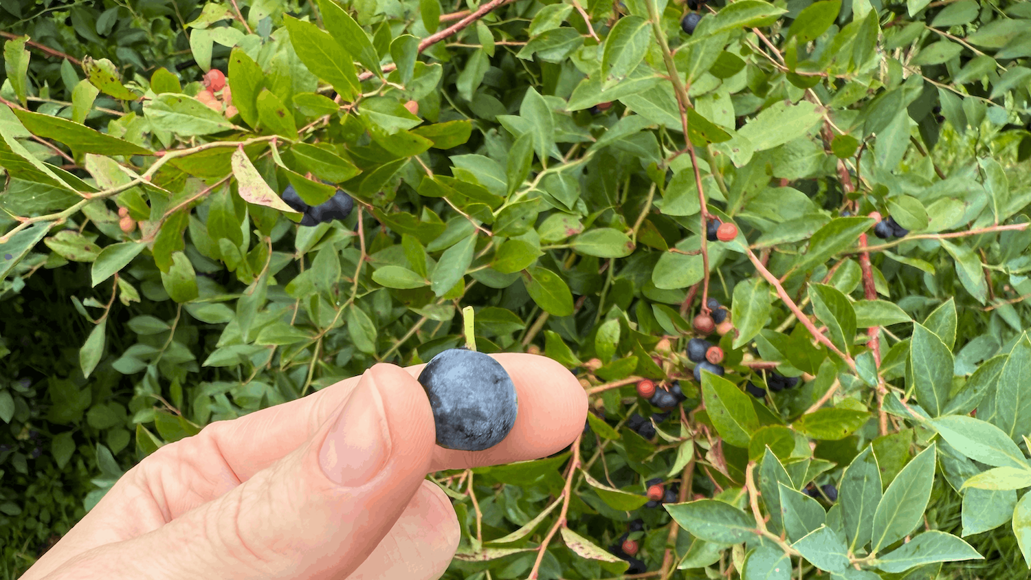 Stalks still on blueberries