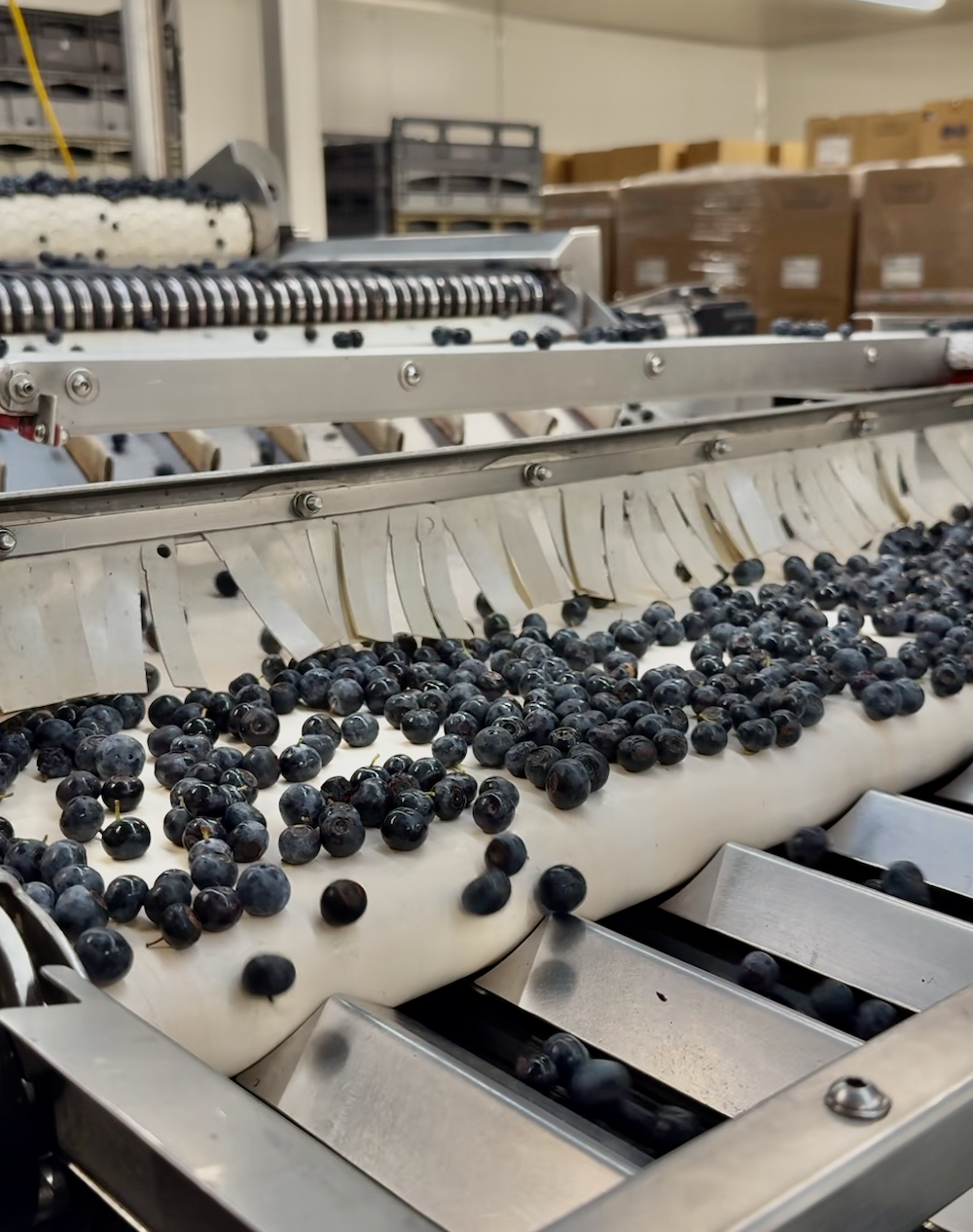 Blueberries being graded in a machine